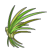 Herbe Aquatique