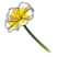Tulipe Ossucion