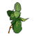 Plantes Enchantées